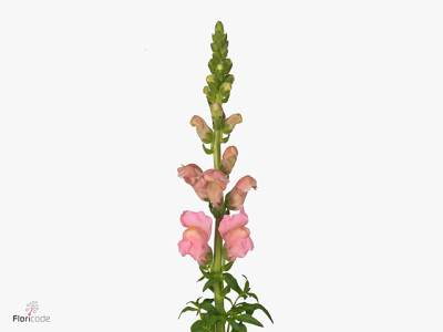 Antirrhinum majus 'Cannes Pink'