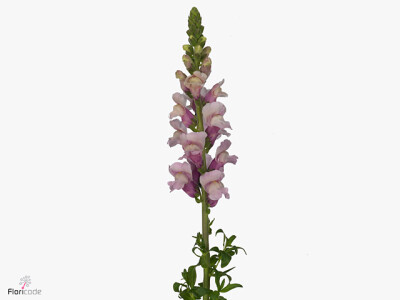 Antirrhinum majus 'Potomac Lavender'