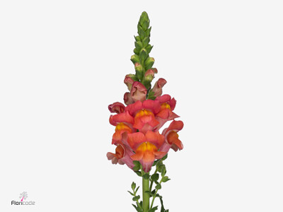 Antirrhinum majus 'Orleans Light Orange'