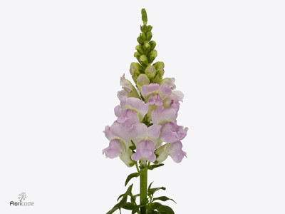 Antirrhinum majus 'Legend Light Pink'
