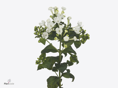 Bouvardia enkelbloemig White Sensation