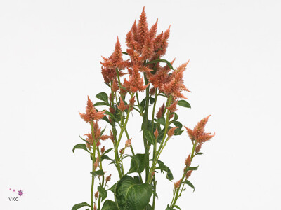 Celosia argentea Celway Salmon