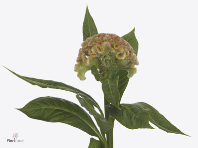 Celosia argentea (Cristata Grp) 'Soft Pink Delight'