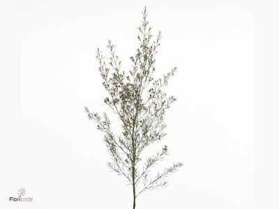 Chamelaucium uncinatum 'Early Nir'