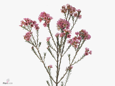 Chamelaucium 'Sarah's Delight'