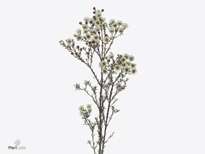Chamelaucium uncinatum 'White Lion'