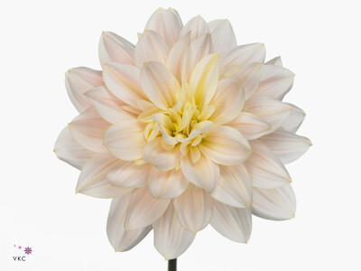 Dahlia (Decorative Grp) Diana's Memory