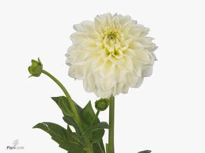 Dahlia (Decorative Grp) 'Polar Ice'