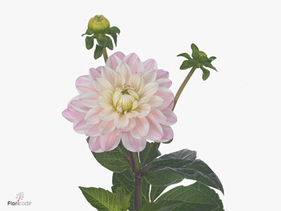 Dahlia (Decorative Grp) 'Lady Kate'
