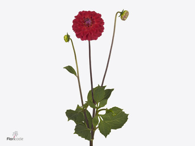Dahlia (Decorative Grp) 'Hullegie'