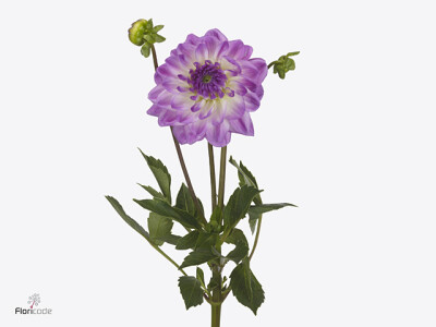 Dahlia (Decorative Grp) 'Mediterrannee'