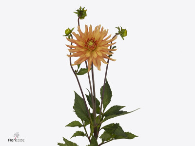 Dahlia (Semi-Cactus Grp) 'Ludwig Helfert'