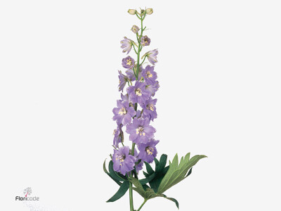 Delphinium dubbelbloemig (Elatum Grp) 'Magic Fountains Lavender'