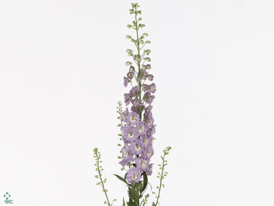 Delphinium (Elatum Grp) 'Centurion Rose'