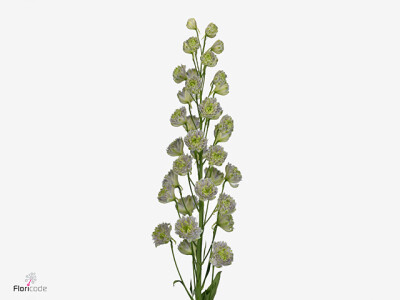 Delphinium dubbelbloemig (Elatum Grp) 'Kissi Ponpom'