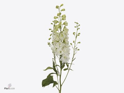 Delphinium dubbelbloemig (Elatum Grp) 'Dewi Anastasia'