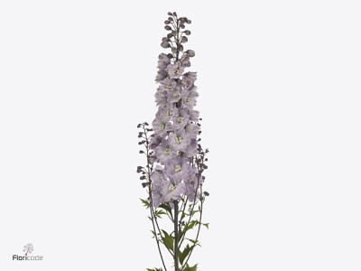 Delphinium (Elatum Grp) Dewi Violet Smile