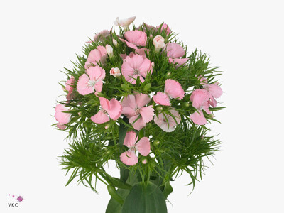 Dianthus barbatus Earl Breanthus