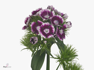 Dianthus barbatus 'Sweet Will Bicolour Purple'