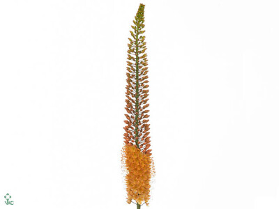 Eremurus x isabellinus 'Golden Cleopatra'