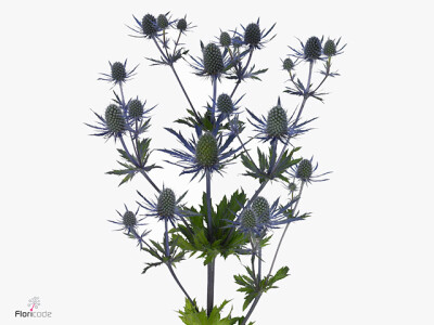 Eryngium Magical Blue Lagoon