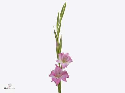 Gladiolus tubergenii 'Charm'