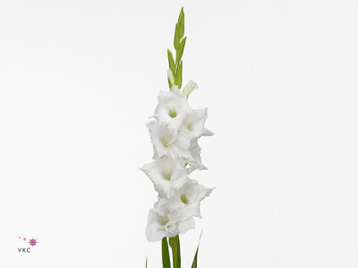 Gladiolus (Large-flowered Grp) 'Super Star'