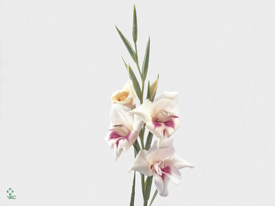 Gladiolus nanus 'Carine'