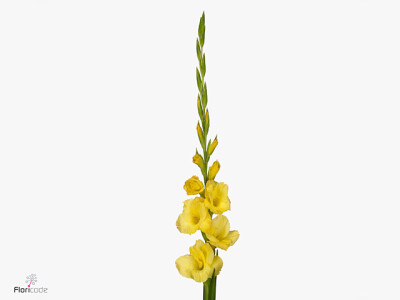 Gladiolus (Large-flowered Grp) 'Mozart'
