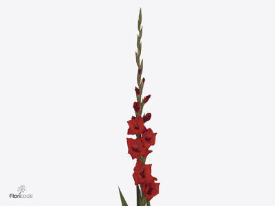 Gladiolus (Large-flowered Grp) 'Costello'