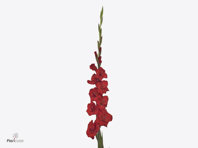 Gladiolus (Large-flowered Grp) 'Ellis'