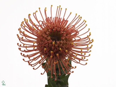 Leucospermum cordifolium 'Gold Dust'