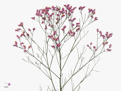 Limonium sinense Princess Diamond