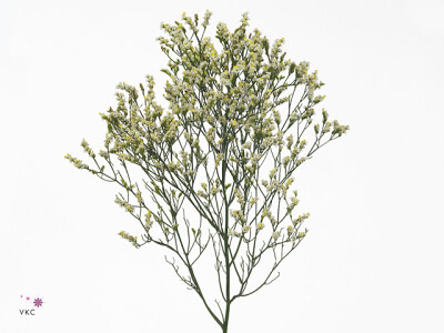 Limonium sinense Sensy PiÃ±a Colada