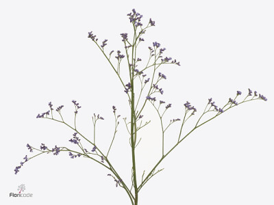 Limonium sinense Kansas Blue