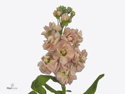 Matthiola incana 'Milla Salmon'