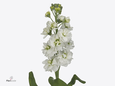 Matthiola incana 'Milla White'