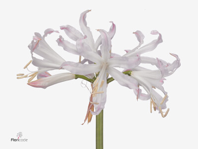 Nerine (Bowdenii Grp) Bicolor Bionce