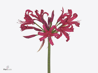 Nerine (Companion Grp) Elegance Pearls of Cherry