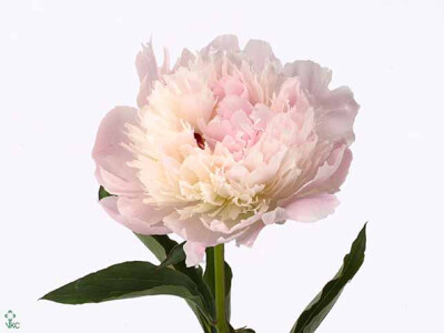 Paeonia (Lactiflora Grp) 'NoÃ©mi Demay'
