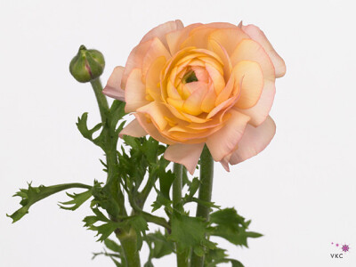 Ranunculus asiaticus 'Elegance Pastel Pink'