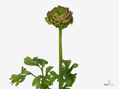 Ranunculus asiaticus Pon Pon Aurora