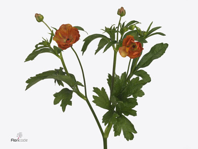 Ranunculus Butterfly Minoan