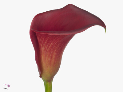 Zantedeschia 'Red Balance'