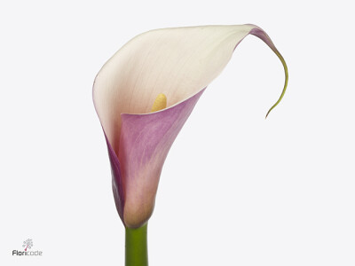 Zantedeschia aethiopica Eydolls Purple White