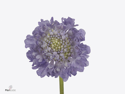 Scabiosa atropurpurea Bon Bon Scoop Teaberry