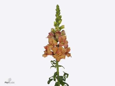 Antirrhinum majus Holly Double Orange