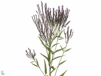 Verbena hastata 'Pink Spires'