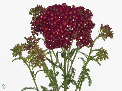 Achillea millefolium 'Rednek'