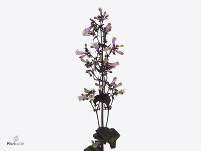 Penstemon 'Dark Towers'